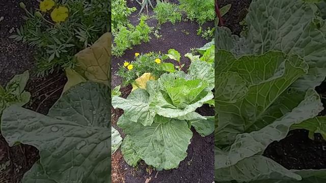 Совместная посадка свеклы и капусты/ плюсы и минусы / Новый способ посадки! смотреть онлайн