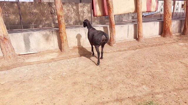 ГИССАРСКАЯ ОВЦА | HISORI SOVLIQ | Hisar Sheep