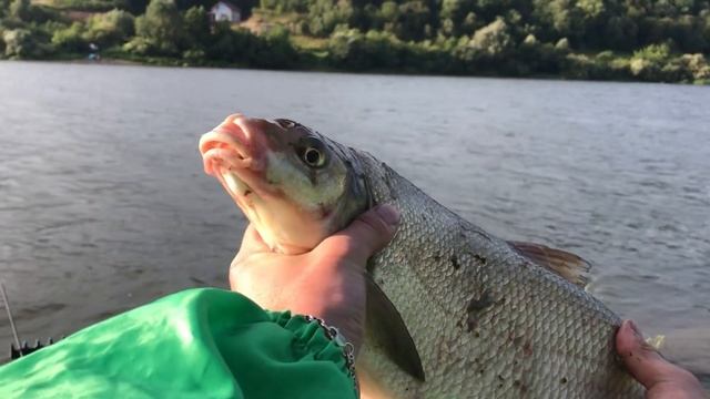 ФИДЕР НА ОКЕ / Такие ТРОФЕИ ДАВНО не ПОПАДАЛИСЬ / ТРОФЕЙНАЯ РЫБАЛКА на ОКЕ смотреть онлайн