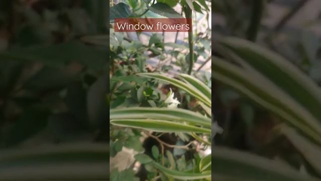 window garden flowers смотреть онлайн