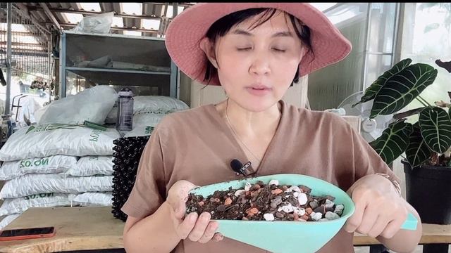 เปลี่ยนกระถาง Alocasia watsoniana โดยใช้AirPot смотреть онлайн