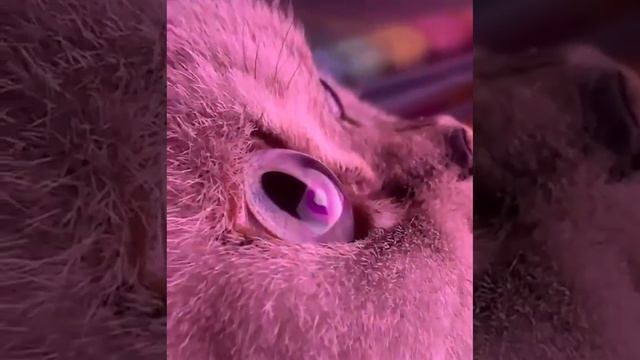 Котенок с сердешками смотреть онлайн