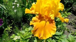 А ВЫ ЗНАЛИ ГДЕ МОЖНО КУПИТЬ ИРИСЫ БЕЗ ОБМАНА?ЧЕСТНЫЕ ПИТОМНИКИ!Рекомендация по выращиванию ирисов!