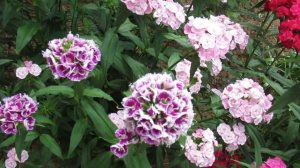 Гвоздика турецкая выращивание в открытом грунте