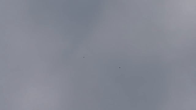 ПОЧЕМУ ГОЛУБИ НЕ ЛЕТАЮТ  ДОЛГО  И ВЫСОКО  ???