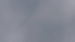 ПОЧЕМУ ГОЛУБИ НЕ ЛЕТАЮТ  ДОЛГО  И ВЫСОКО  ???