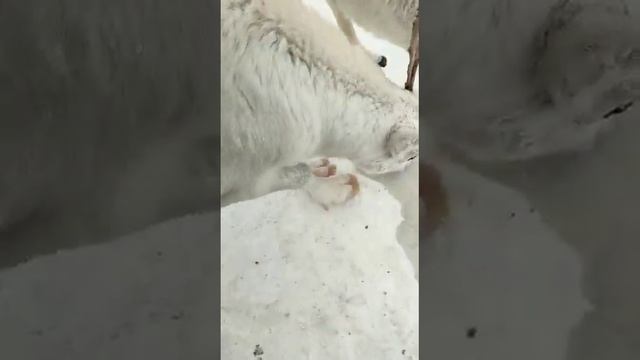 Белый олень #whitedeer / Альбинос #albino #shorts смотреть онлайн