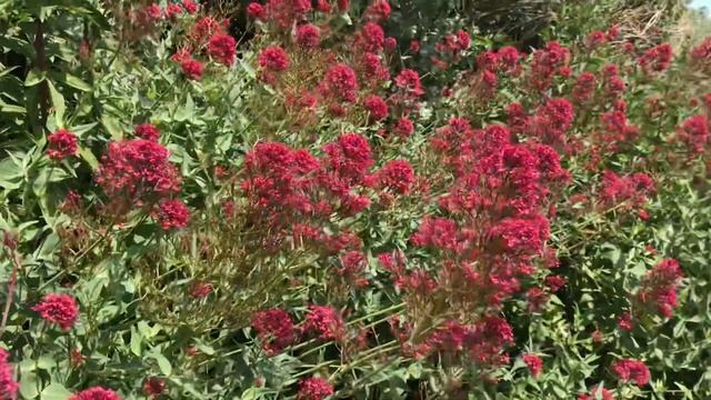 Centranthus Or Red Valerian Flowers.