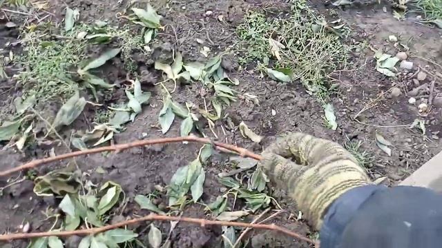 Обрізка куща після першої вегетаціїї. Або про доцільність обрізки "на зворотній ріст". Частина 1. смотреть онлайн