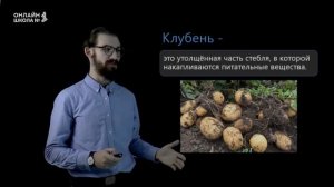 Видоизменения побегов. Урок 10. Биология 6 класс