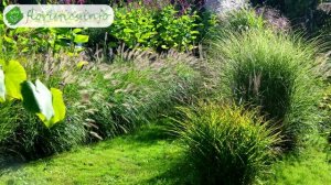 ? Растение мискантус – посадка и уход в открытом грунте, виды и сорта мискантуса