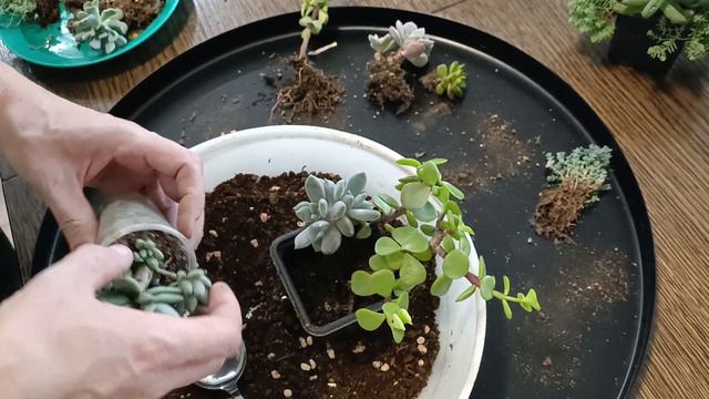 Корзина суккулентов. смотреть онлайн