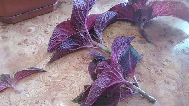 Колеус. Размножение черенками. смотреть онлайн