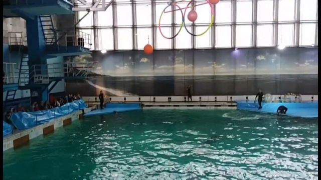 Дельфинарий СПб 11.05.2019г. смотреть онлайн