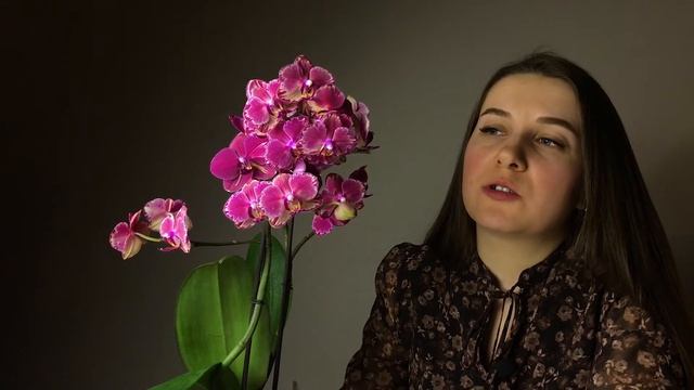 Орхидея Интрига | Orchid Intrigue | Обзор новой красавицы смотреть онлайн