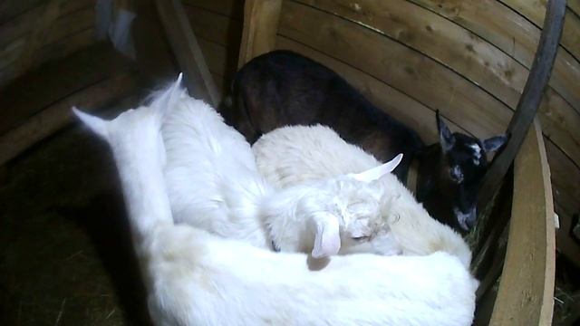 Купила мама козлика... смотреть онлайн