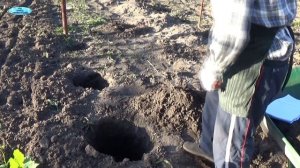 ПРАВИЛЬНАЯ ПОСАДКА ВЕГЕТИРУЮЩЕГО САЖЕНЦА  ВИНОГРАДА. КАК ПРАВИЛЬНО ПОСАДИТЬ САЖЕНЕЦ ВИНОГРАДА!