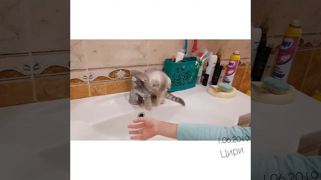Первое купание котёнка) Знакомство с водой) Без испуга) Смешное видео с животными) смотреть онлайн