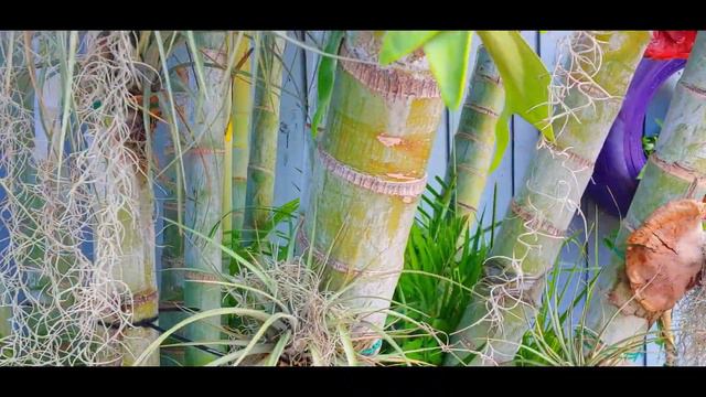 PLANTA BARBA DE VIEJO , BARBA DE SAN JOSE PANAL DE NINO...THILLANSIA USNEOIDES. SUS CUIDADOS. смотреть онлайн