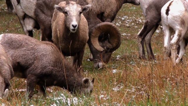 Montana Full Circle S:1 E:5 Boone and Crocket and a Monster Montana Public Land Ram смотреть онлайн