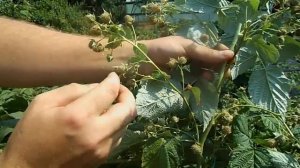 МАЛИНА ХИМБО-ТОП. ОЧЕНЬ УРОЖАЙНАЯ.