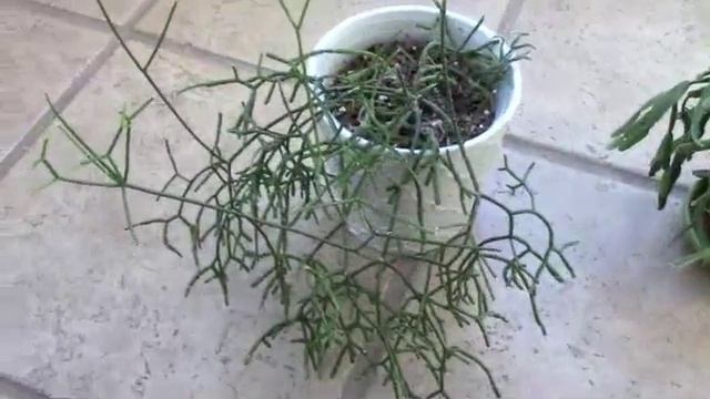 My Rhipsalis Collection смотреть онлайн