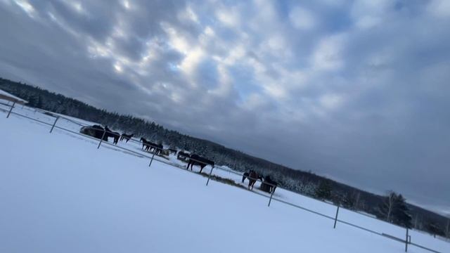 Квадроцикл Cfmoto 400L на зимней покатушке.