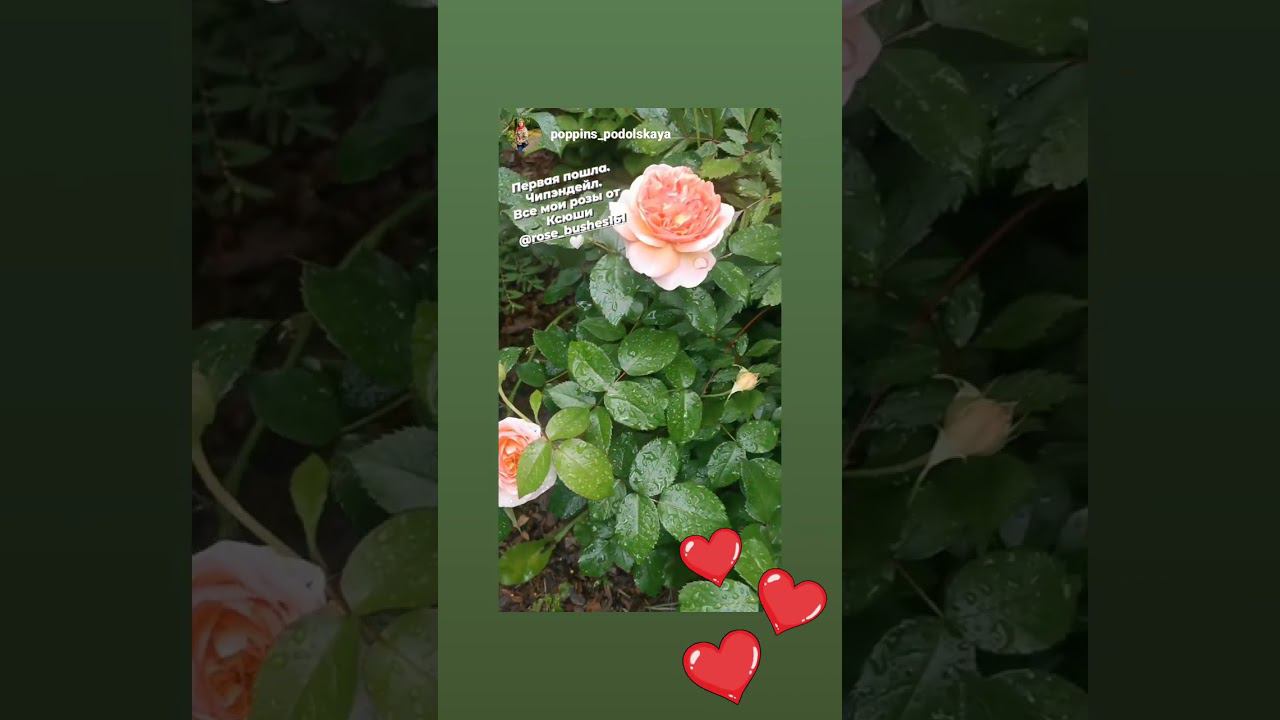 отзыв про Розы Бушес RoseBushes.ru смотреть онлайн