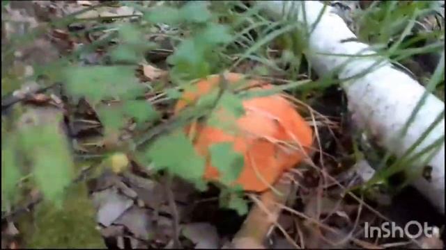 шёл по лесу нашёл много грибов смотреть онлайн