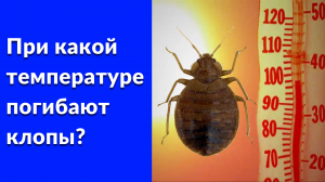 При какой температуре погибают клопы?