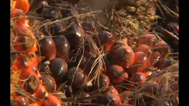 Palma смотреть онлайн