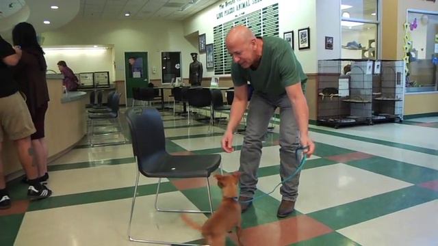 What Color is Your Dog? Episode 204 - Dog Training смотреть онлайн