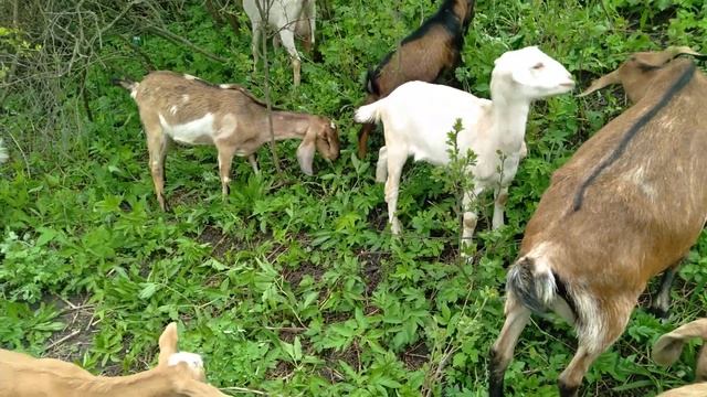 Хороший Козел половина вашего стада!!! смотреть онлайн