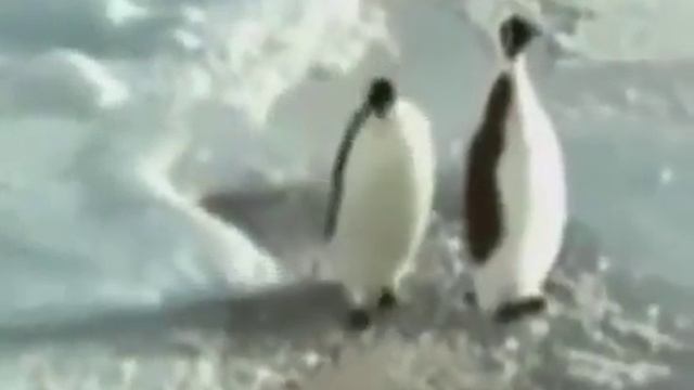 Пингвинов достала эта песня смотреть онлайн