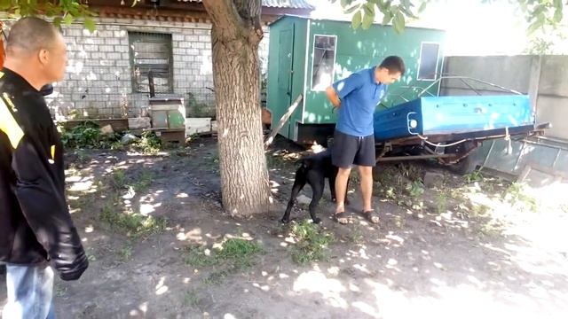 Отрабатываем команду «охраняй» смотреть онлайн