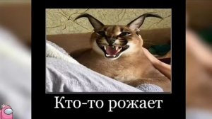 все мемы про Шлёпу в 2022 году