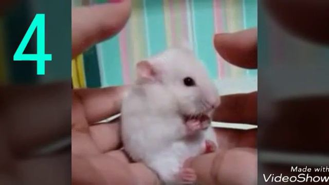 Топ 6 самых смешных видео с животными 🐕🐹🦊За 1 минуту | Sophia Style смотреть онлайн