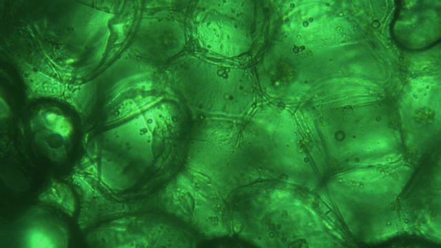 Querschnitt der Luftwurzel einer Vanda (Orchidee) смотреть онлайн