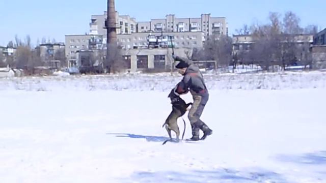 кане корсо Казя . тренинг 25,03,18 смотреть онлайн