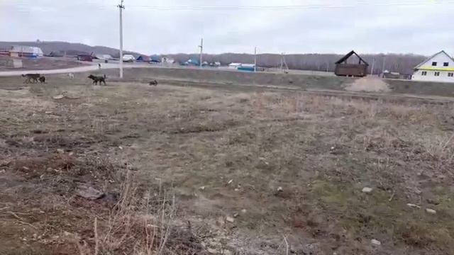 Ребенока загрызли собаки смотреть онлайн