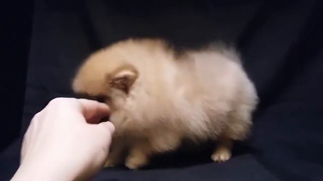 Шпиц померанец смотреть онлайн