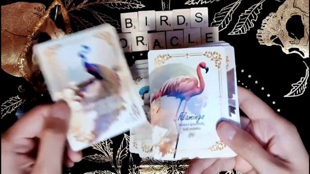 Birds Oracle Box Opening смотреть онлайн