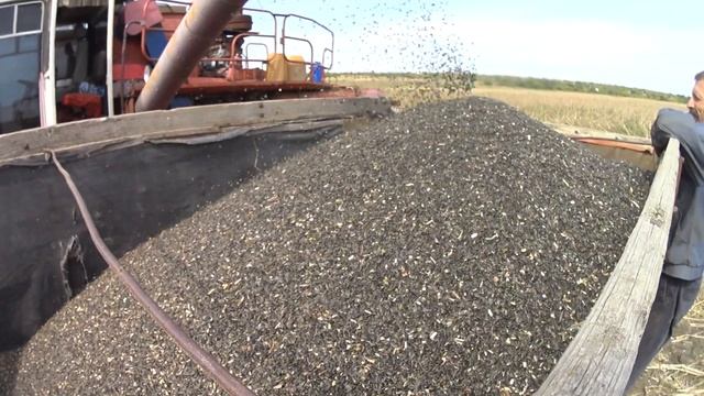 УБОРКА ОБЕЩАЕТ БЫТЬ ВЕСЕЛОЙ. НАЧИНАЕМ УБОРКУ ПОДСОЛНУХА! И СРАЗУ ДИСКУЕМ ПОЛЕ ПОСЛЕ КОМБАЙНА. смотреть онлайн