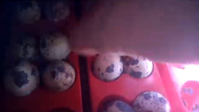 Можно ли купить цыплят в обычном магазине? Can I buy chickens in a regular store?