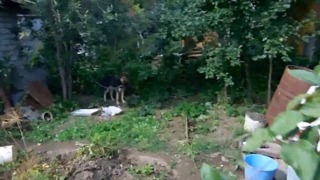 Семейный шашлык пати в честь ДР папы смотреть онлайн