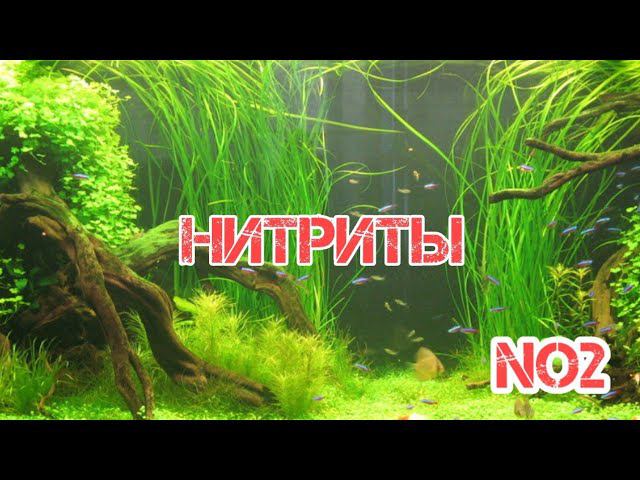 КАК СНИЗИТЬ УРОВЕНЬ НИТРИТОВ В АКВАРИУМЕ ??? смотреть онлайн