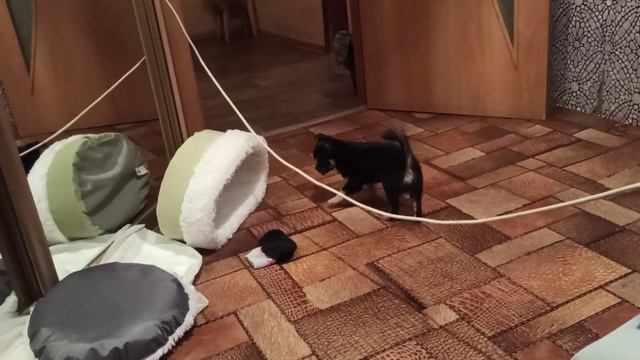 Олли сам находит себе занятия????❤ смотреть онлайн