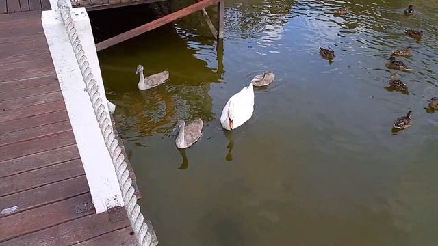 Кормление лебедей за завтраками в отеле "Элиза Заркау". Лесной, Куршская коса, Калининградская обл. смотреть онлайн
