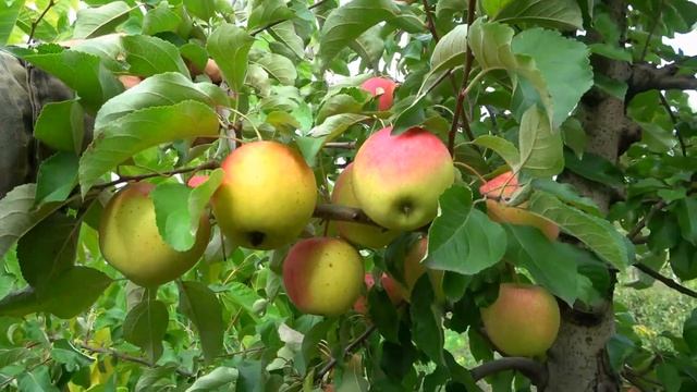 Очень урожайный, скороплодный сорт со сладкими с карамельным привкусом плодами / Яблоня ПИНОВА смотреть онлайн