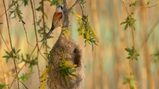 Музыка для глубокого сна и расслабления для души | Лечебная музыка для сна и снятие стресса смотреть онлайн